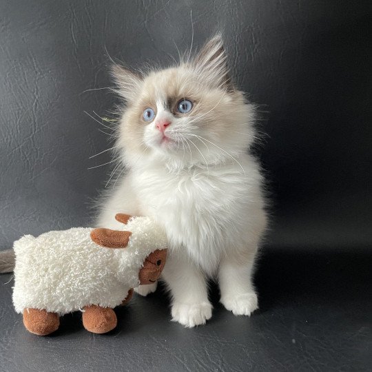 chaton Ragdoll seal point bicolor U'Gribouille Les Ragdolls de la Croisette