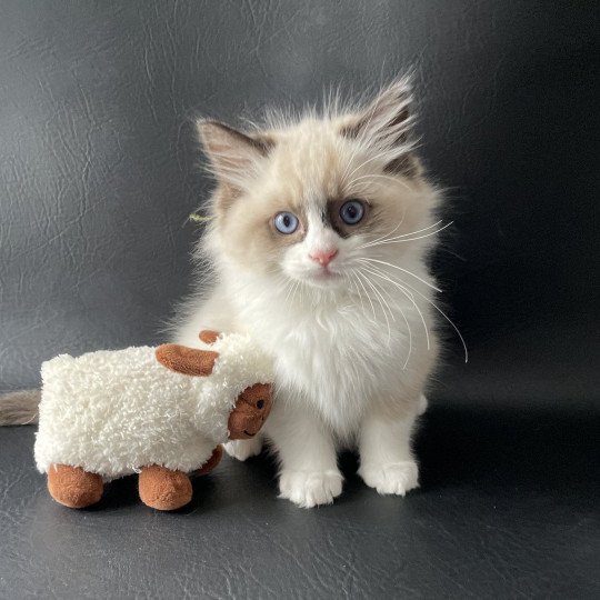 chaton Ragdoll seal point bicolor U'Gribouille Les Ragdolls de la Croisette