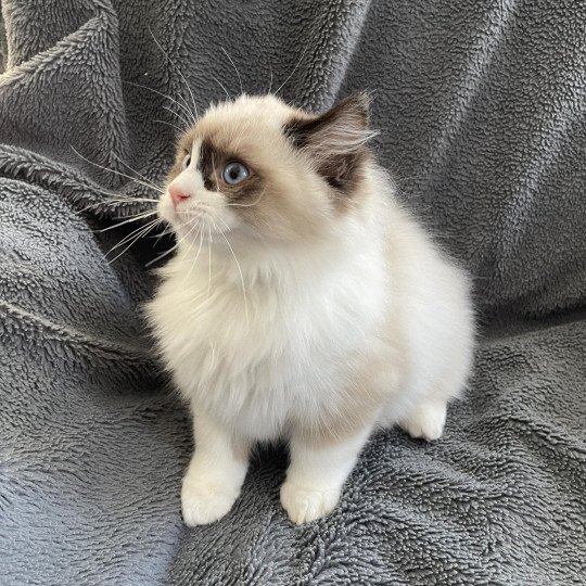 chaton Ragdoll seal point bicolor U'Gribouille Les Ragdolls de la Croisette