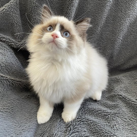 chaton Ragdoll seal point bicolor U'Gribouille Les Ragdolls de la Croisette