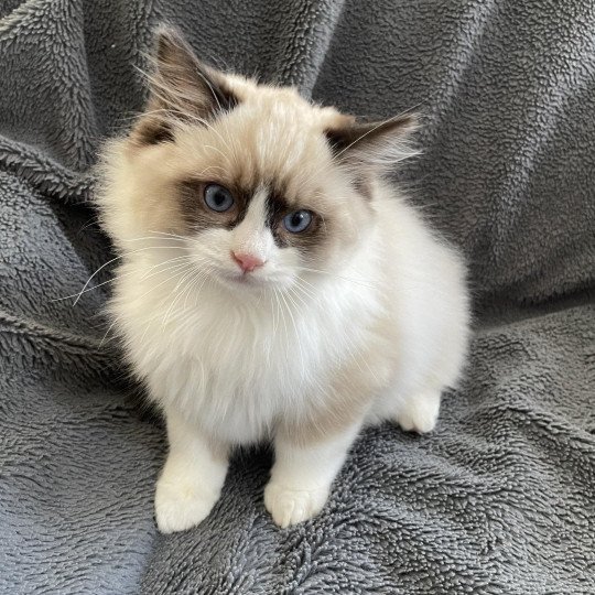 chaton Ragdoll seal point bicolor U'Gribouille Les Ragdolls de la Croisette