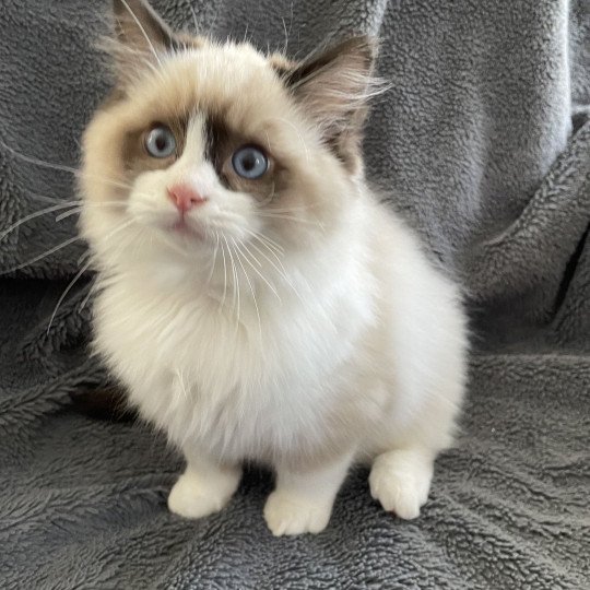 chaton Ragdoll seal point bicolor U'Gribouille Les Ragdolls de la Croisette