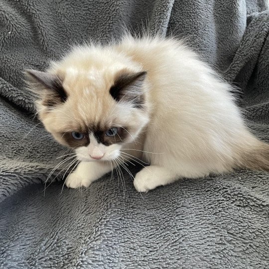 chaton Ragdoll seal point bicolor U'Gribouille Les Ragdolls de la Croisette