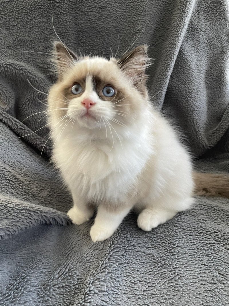 U'Gribouille De La Croisette Mâle Ragdoll