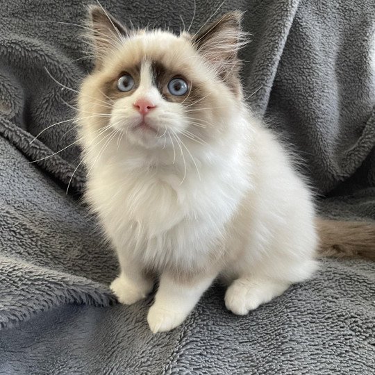 chaton Ragdoll seal point bicolor U'Gribouille Les Ragdolls de la Croisette