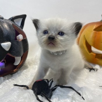 chaton Ragdoll seal point gris Les Ragdolls de la Croisette chaton Ragdoll seal point gris Les Ragdolls de la Croisette