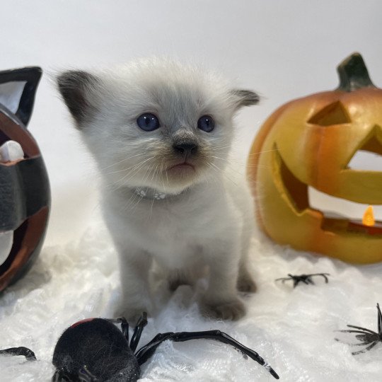 chaton Ragdoll seal point gris Les Ragdolls de la Croisette