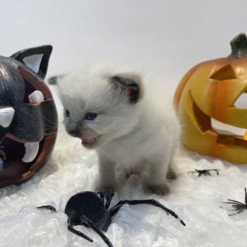 chaton Ragdoll seal point gris Les Ragdolls de la Croisette chaton Ragdoll seal point gris Les Ragdolls de la Croisette