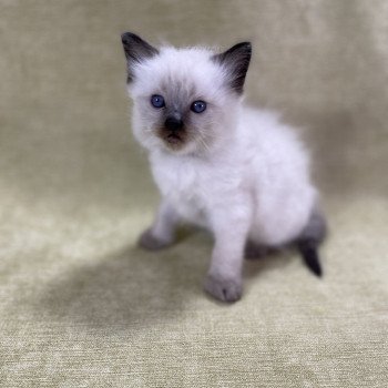 chaton Ragdoll seal point gris Les Ragdolls de la Croisette