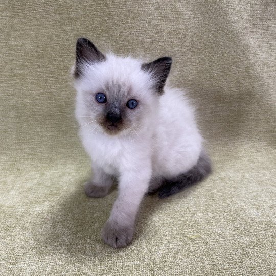 chaton Ragdoll seal point gris Les Ragdolls de la Croisette