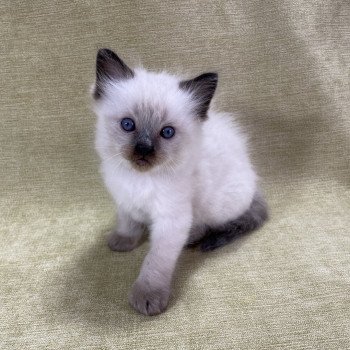 chaton Ragdoll seal point gris Les Ragdolls de la Croisette chaton Ragdoll seal point gris Les Ragdolls de la Croisette