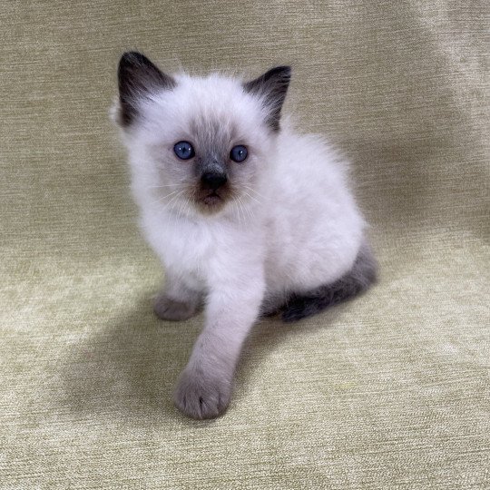 chaton Ragdoll seal point gris Les Ragdolls de la Croisette