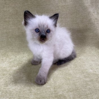 chaton Ragdoll seal point gris Les Ragdolls de la Croisette