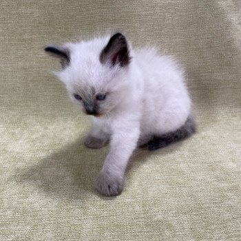 chaton Ragdoll seal point gris Les Ragdolls de la Croisette chaton Ragdoll seal point gris Les Ragdolls de la Croisette