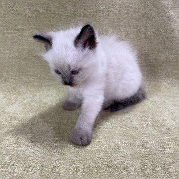 chaton Ragdoll seal point gris Les Ragdolls de la Croisette