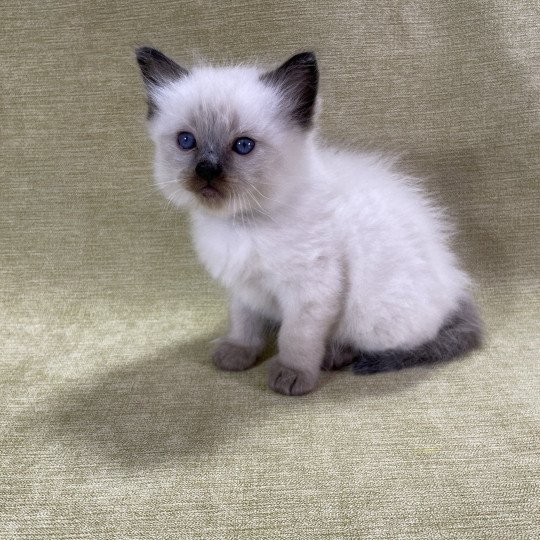 chaton Ragdoll seal point gris Les Ragdolls de la Croisette