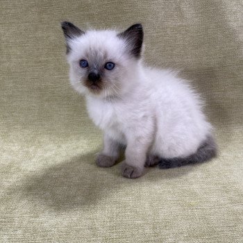 chaton Ragdoll seal point gris Les Ragdolls de la Croisette chaton Ragdoll seal point gris Les Ragdolls de la Croisette