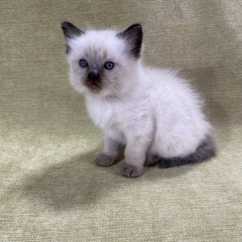 chaton Ragdoll seal point gris Les Ragdolls de la Croisette