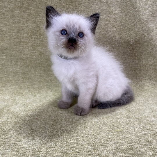 chaton Ragdoll seal point gris Les Ragdolls de la Croisette