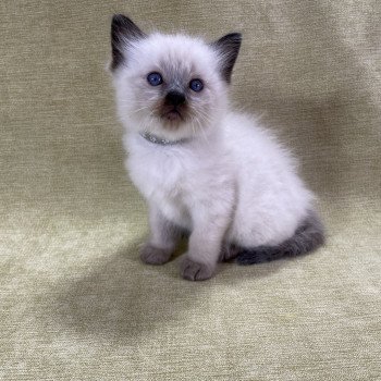 chaton Ragdoll seal point gris Les Ragdolls de la Croisette chaton Ragdoll seal point gris Les Ragdolls de la Croisette