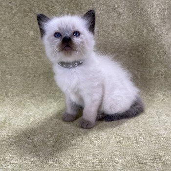 chaton Ragdoll seal point gris Les Ragdolls de la Croisette chaton Ragdoll seal point gris Les Ragdolls de la Croisette