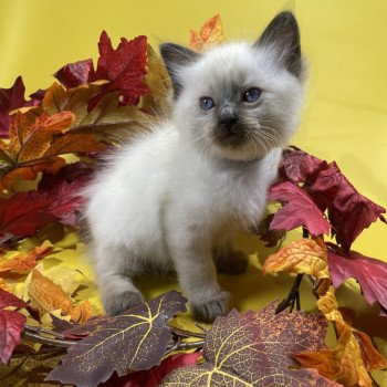 chaton Ragdoll seal point gris Les Ragdolls de la Croisette