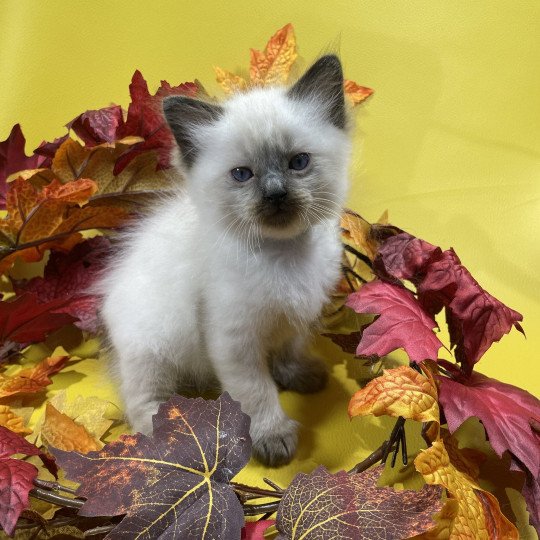 chaton Ragdoll seal point gris Les Ragdolls de la Croisette