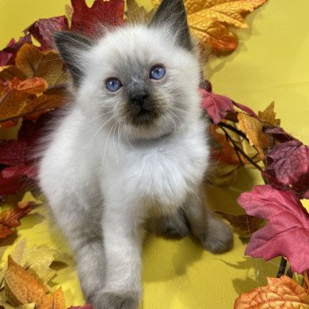 chaton Ragdoll seal point gris Les Ragdolls de la Croisette