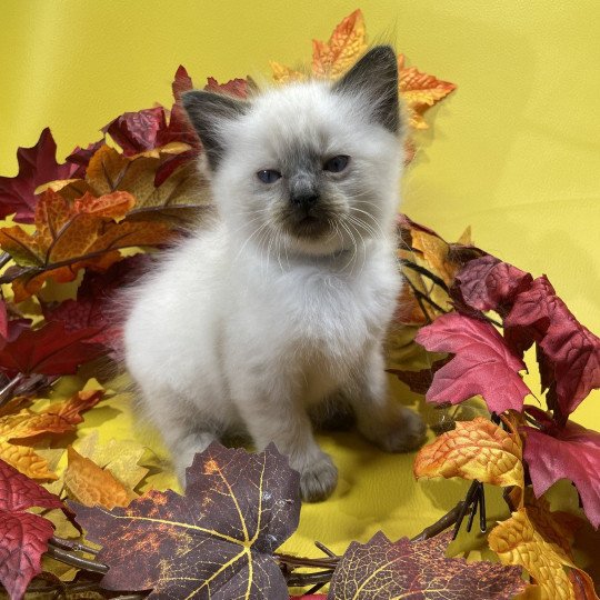 chaton Ragdoll seal point gris Les Ragdolls de la Croisette