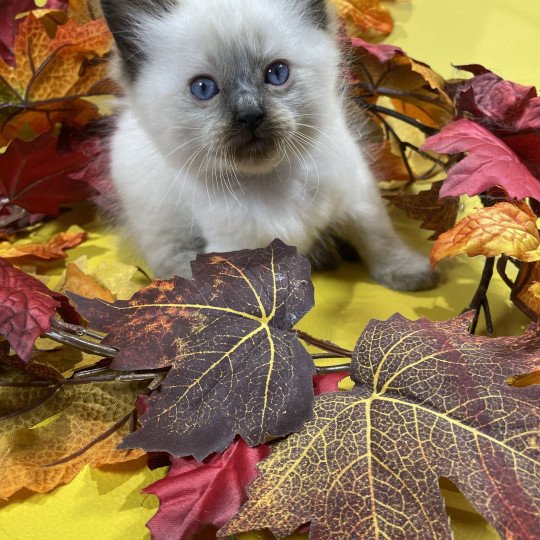 chaton Ragdoll seal point gris Les Ragdolls de la Croisette