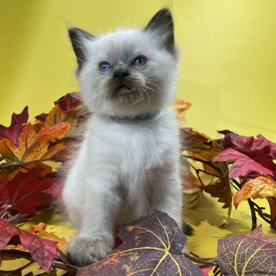 chaton Ragdoll seal point gris Les Ragdolls de la Croisette