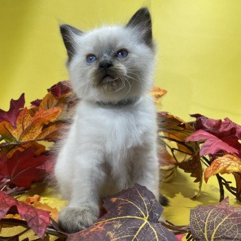 chaton Ragdoll seal point gris Les Ragdolls de la Croisette chaton Ragdoll seal point gris Les Ragdolls de la Croisette