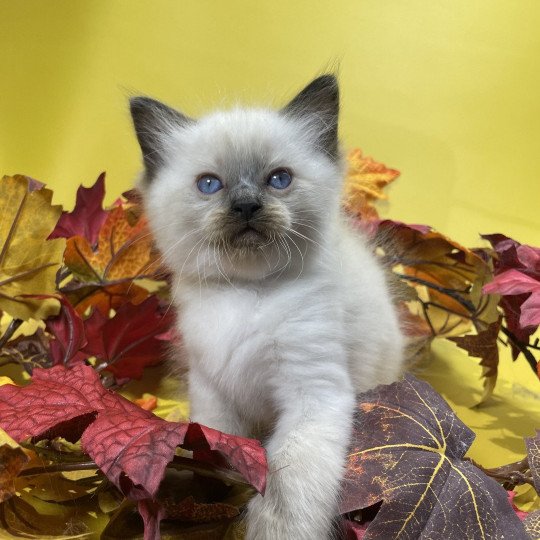 chaton Ragdoll seal point gris Les Ragdolls de la Croisette