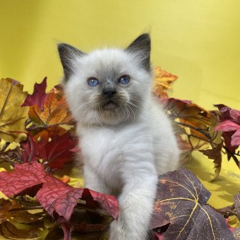 chaton Ragdoll seal point gris Les Ragdolls de la Croisette