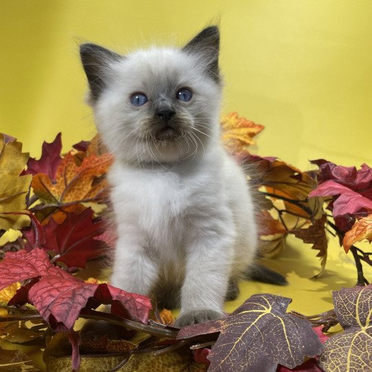 chaton Ragdoll seal point gris Les Ragdolls de la Croisette