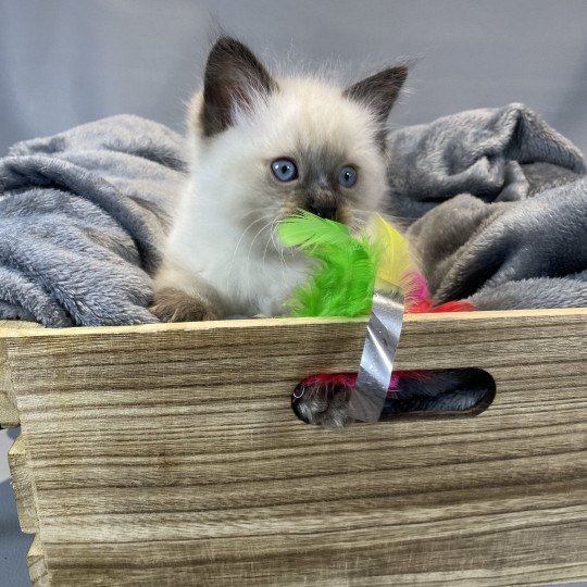 chaton Ragdoll seal point gris Les Ragdolls de la Croisette