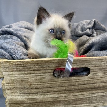 chaton Ragdoll seal point gris Les Ragdolls de la Croisette