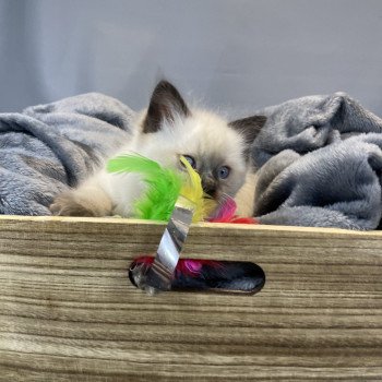 chaton Ragdoll seal point gris Les Ragdolls de la Croisette chaton Ragdoll seal point gris Les Ragdolls de la Croisette