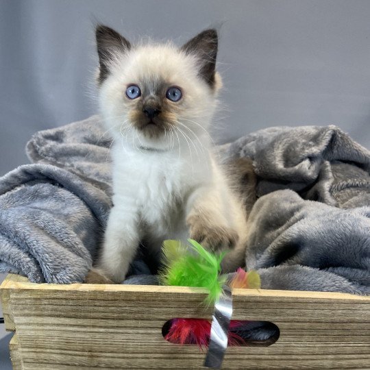 chaton Ragdoll seal point gris Les Ragdolls de la Croisette