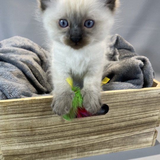 chaton Ragdoll seal point gris Les Ragdolls de la Croisette