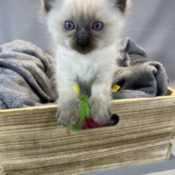 chaton Ragdoll seal point gris Les Ragdolls de la Croisette