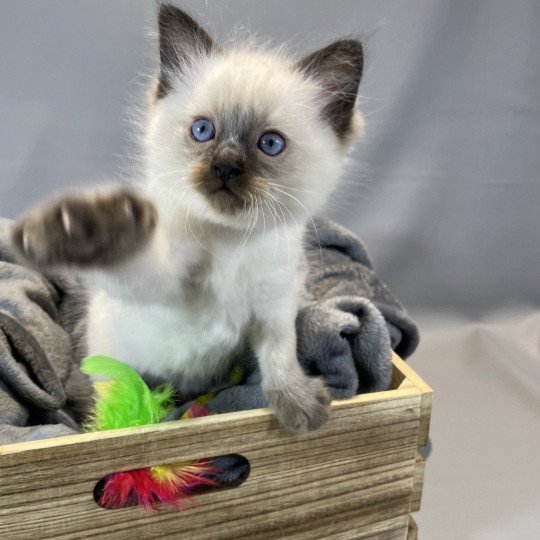 chaton Ragdoll seal point gris Les Ragdolls de la Croisette