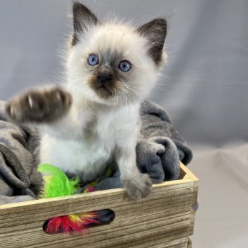 chaton Ragdoll seal point gris Les Ragdolls de la Croisette