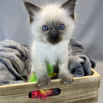 chaton Ragdoll seal point gris Les Ragdolls de la Croisette