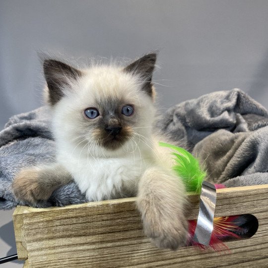 chaton Ragdoll seal point gris Les Ragdolls de la Croisette