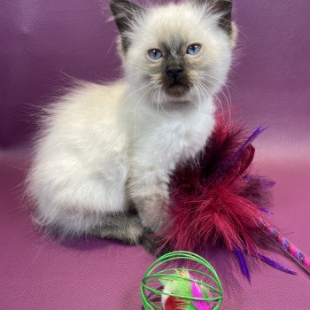 chaton Ragdoll seal point gris Les Ragdolls de la Croisette