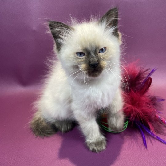 chaton Ragdoll seal point gris Les Ragdolls de la Croisette