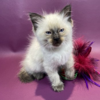 chaton Ragdoll seal point gris Les Ragdolls de la Croisette