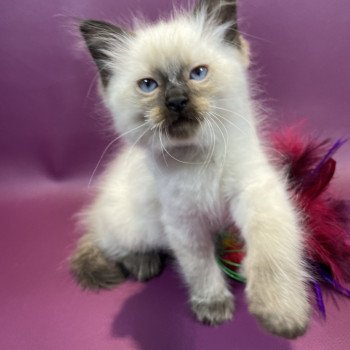 chaton Ragdoll seal point gris Les Ragdolls de la Croisette