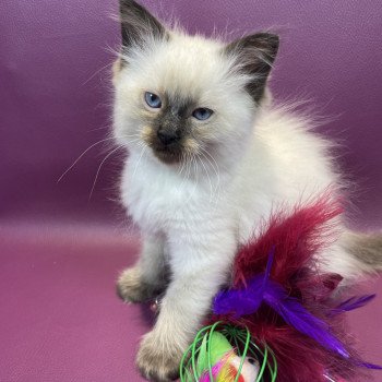 chaton Ragdoll seal point gris Les Ragdolls de la Croisette